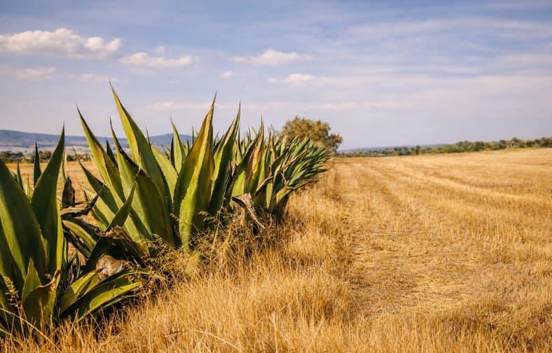 El corazón de nuestra destilería, plantío de maguey pulquero