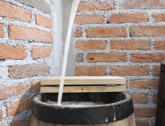 Semilla Pulque