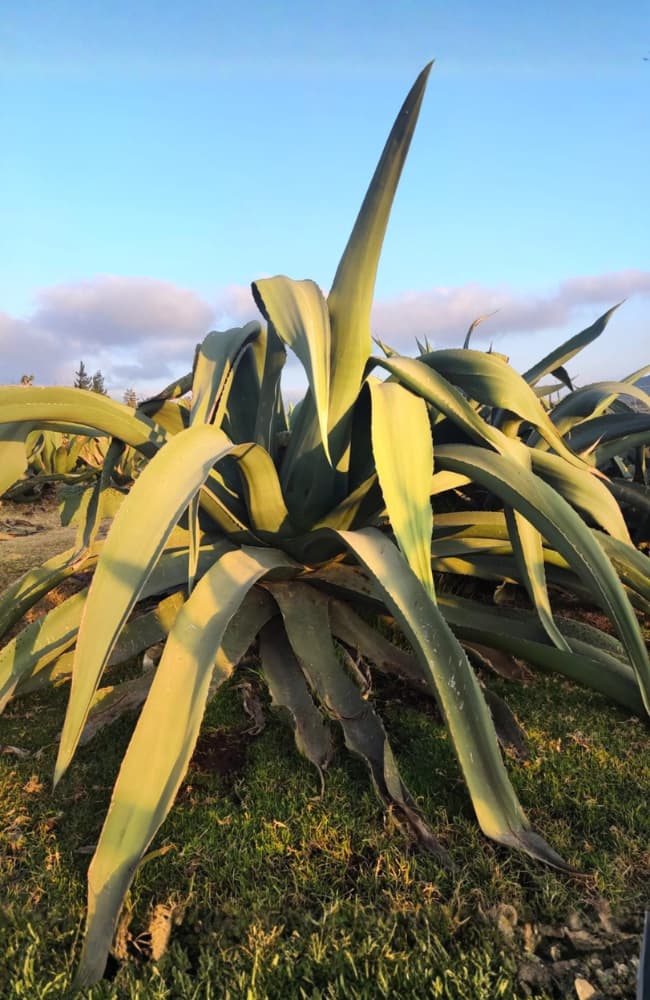 Destilería Del Pueblo Maguey Salmiana