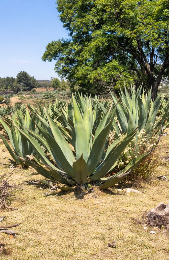 Destilería Del Pueblo
