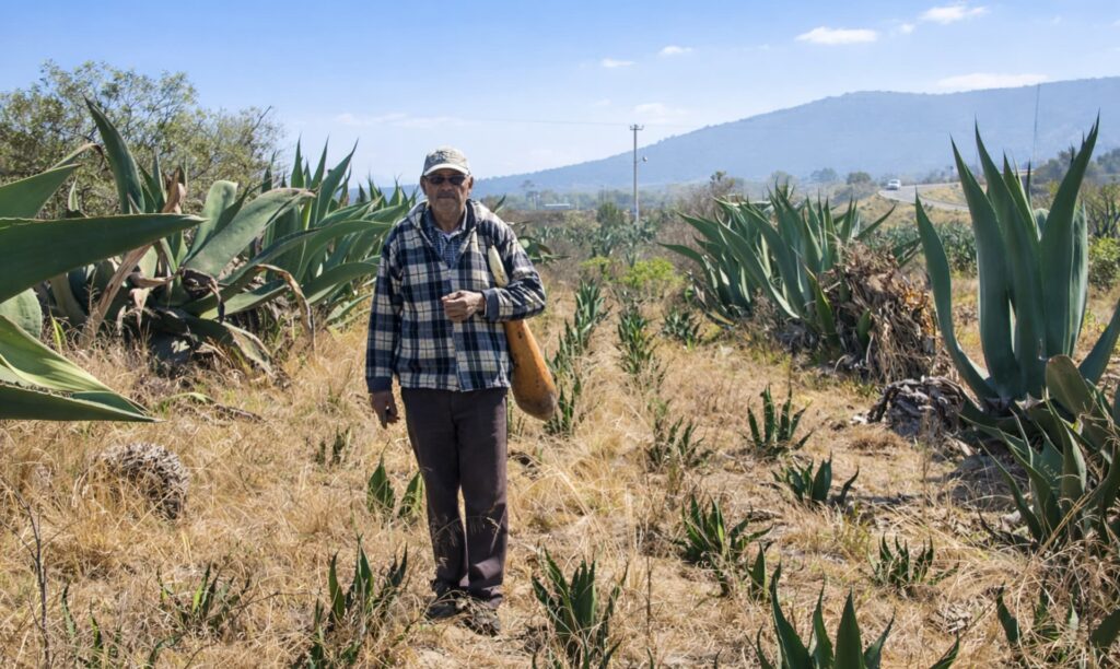 Tlachiquero raspado de maguey