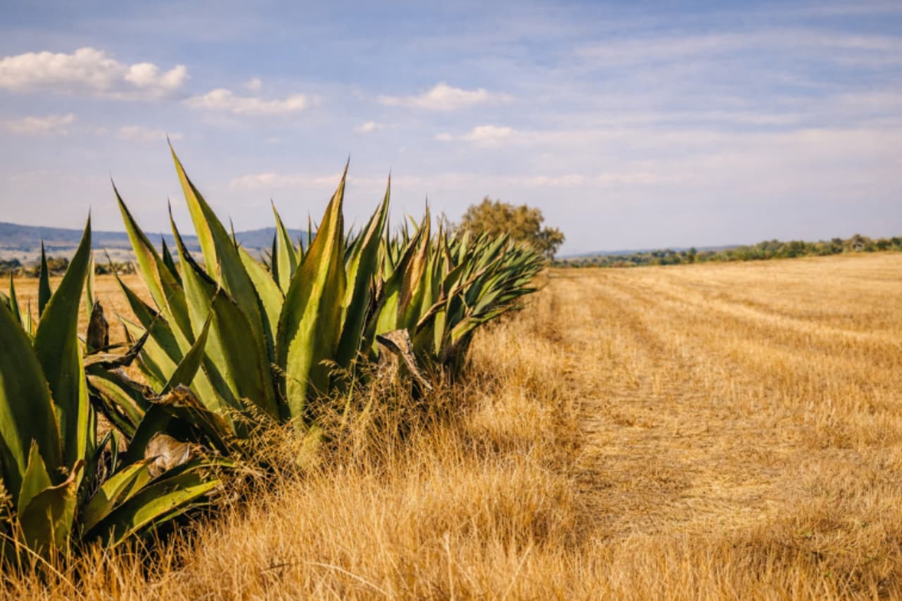 Plantío Maguey Destilería Del ´Pueblo