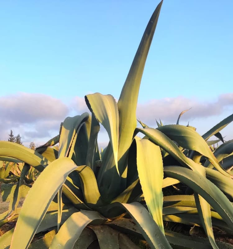 Maguey Salmiana Destilería Del Pueblo