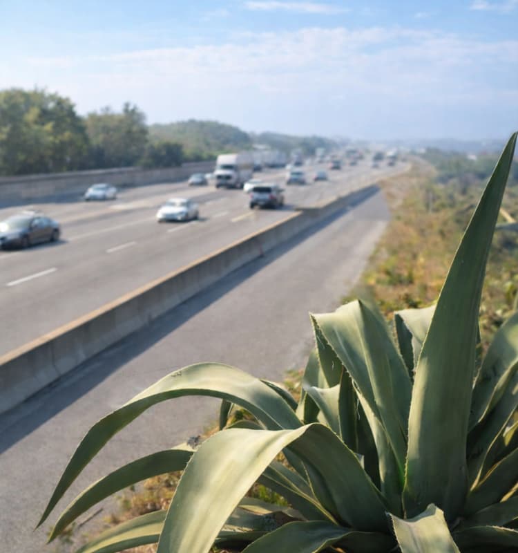 El maguey como aliado contra la contaminación